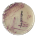 Interlab, Graso Biotech, 1320