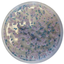 Interlab, Graso Biotech, 1320