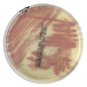 Interlab, Graso Biotech, 1320