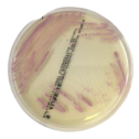 Interlab, Graso Biotech, 1320