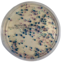 Interlab, Graso Biotech, 1320