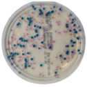Interlab, Graso Biotech, 1320