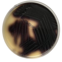 Interlab, Graso Biotech, 1320