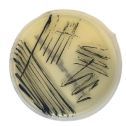 Interlab, Graso Biotech, 1320