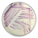 Interlab, Graso Biotech, 1320